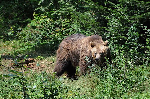 Urlaub am Nationalpark Bayerischer Wald